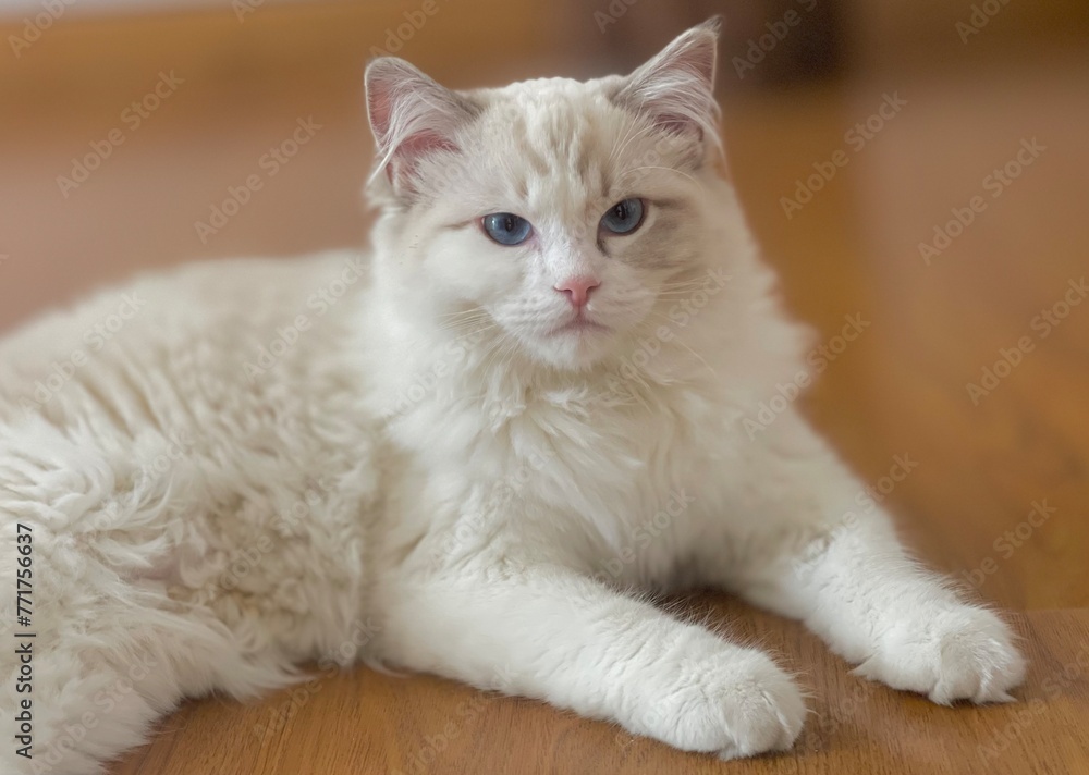 The Ragdoll Lynx Cat