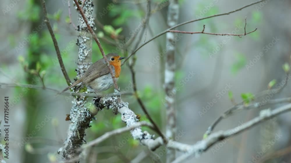 A small Robin perched on an Alder tree in the middle of green leaves on a spring evening in Estonia, Northern Europe A small Robin perched on an Alder tree in the middle of green leaves on a spring evening in Estonia, Northern Europe