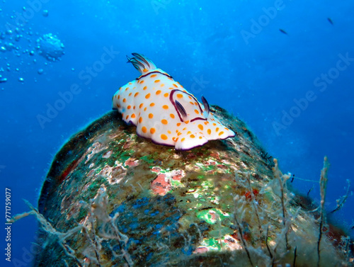 Colourful nudibranch from Cyprus photo