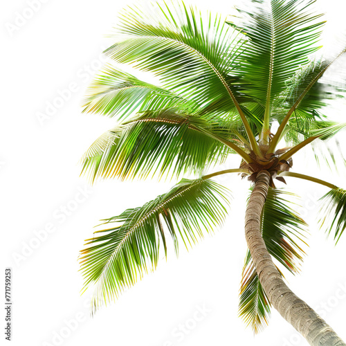 Tropical beach coconut palm tree leaves on transparent or white background