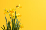 Yellow daffodil isolated on yellow background. Spring flowers daffodils, easter flowers narcissus with copy space.