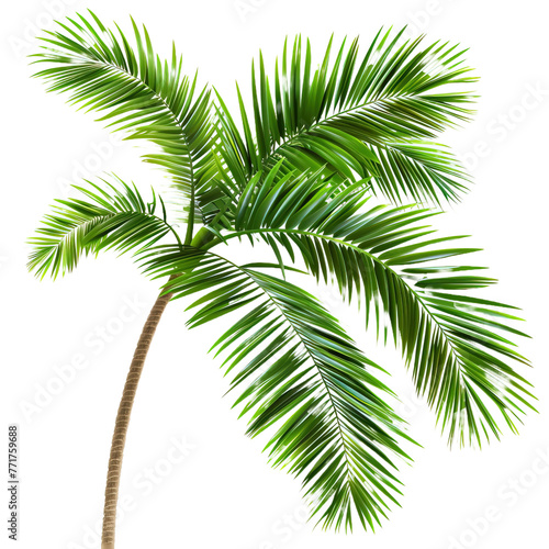 Tropical beach coconut palm tree leaves on transparent or white background © Tabassum
