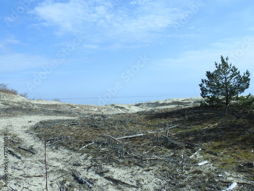Billede på lærred on the Efa's dune on the curonian spit