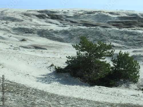 Fotografi juniper on the Efa's dune on the curonian spit