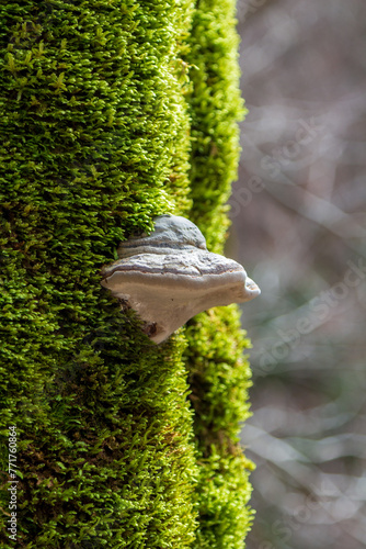 A tree mushroom on the old mossy tree remains macro shot in good lighting conditions and bokeh background.
