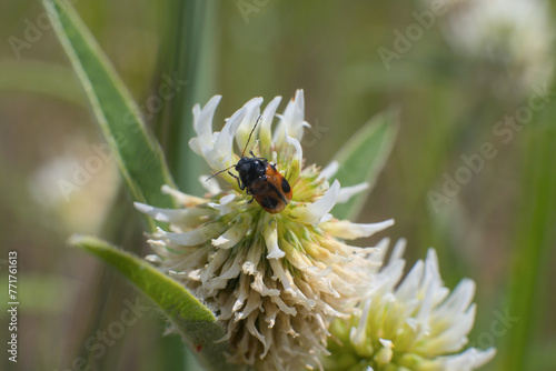 Leaf beetle Cryptocephalus bipunctatus photo