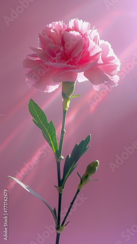 Pink Flower in Vase