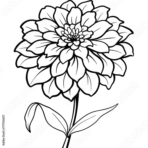 Vibrant Zinnia Flower Vector Illustrations Blooming Beauties for Your Designs