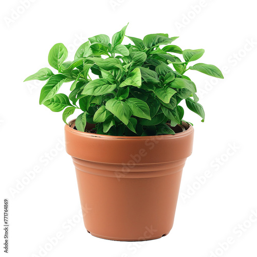 Potted Plant on transparent or white background
