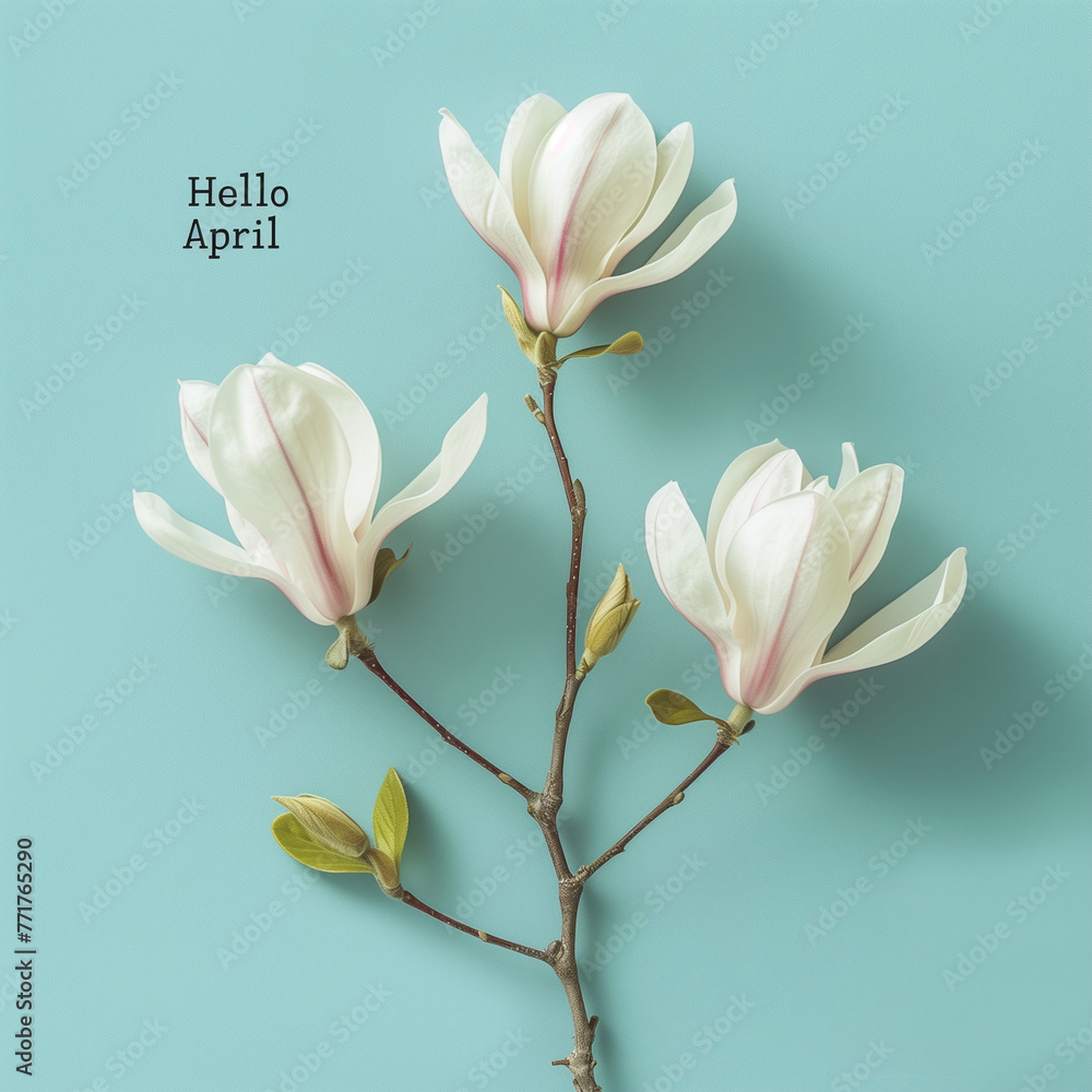 Fototapeta premium Hello april text Next to a magnolia branch.Minimal creative spring concept