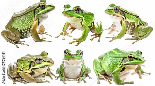 Photo realistic wild predator frog animal set collection. Isolated on white background 