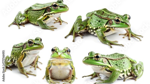 Photo realistic wild predator frog animal set collection. Isolated on white background 