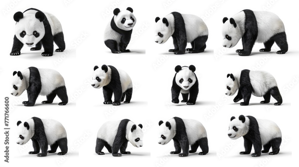 Fototapeta premium Photo realistic wild predator panda animal set collection. Isolated on white background 