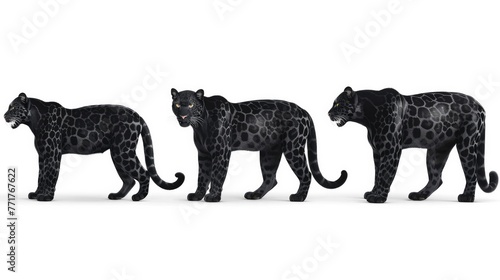Photo realistic wild predator panther animal  set collection. Isolated on white background 