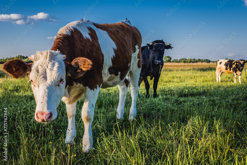Cows on a pasturage in village in Masovia region, Poland