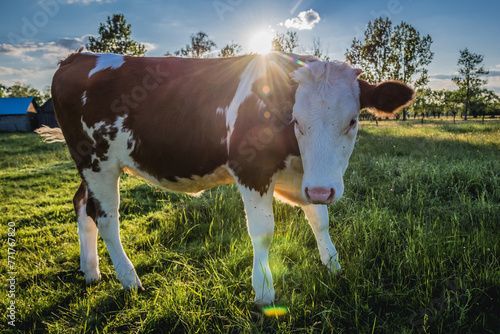 Cow on a meadow in village in Masovia region, Poland
