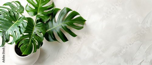 Monstera plant in white pot on white background, leaf, green color