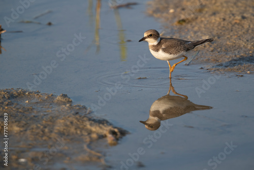 Waders or shorebirds, little ringed plover young.