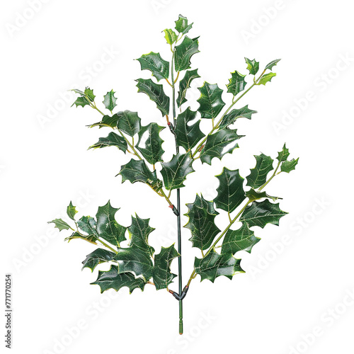 Christmas plant holly on transparent or white background