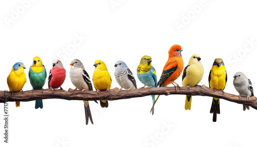 Colorful parrots sitting on branch isolated in no background with clipping path photo