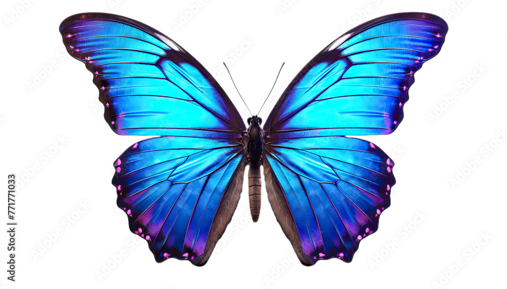 Butterfly isolated in no background. Blue morpho butterfly. Butterfly isolated in no background. Blue morpho butterfly.