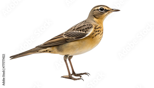 Eurasian wagtail, lat. Luscinia svecica, isolated in no background photo