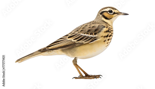 Eurasian lark (Calidris cristata) isolated in no background