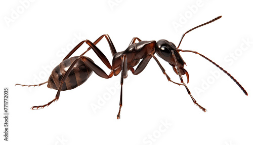 Ant isolated in no background. Macro. Clipping path © PNG