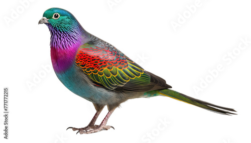Colorful Pigeon isolated in no background, clipping path included
