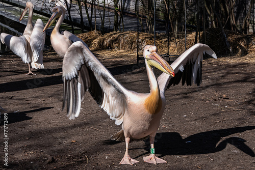 Rosy pelican or Great white pelican (Pelecanus onocrotalus) is a bird in the pelican family in Amsterdam Artis Zoo, oldest zoo in the country. Amsterdam, the Netherlands.