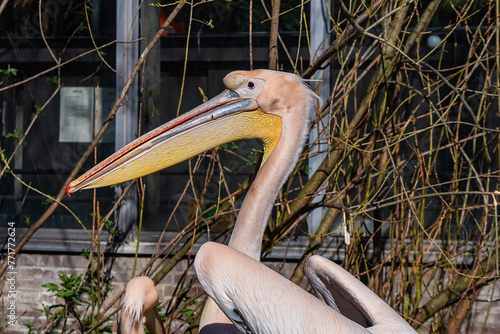 Rosy pelican or Great white pelican (Pelecanus onocrotalus) is a bird in the pelican family in Amsterdam Artis Zoo, oldest zoo in the country. Amsterdam, the Netherlands.