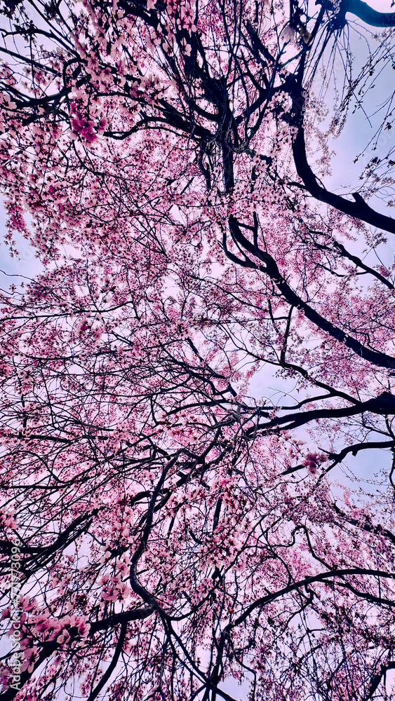 pink tree pink tree