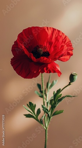 Vibrant Orange Flower on Pink Background
