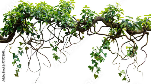 Twisted jungle vines tropical rainforest liana pla on transparent or white background