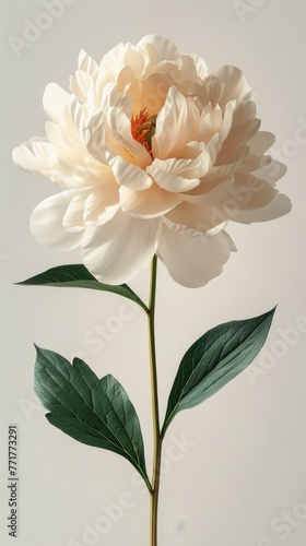 White Flower and Green Leaves on White Background