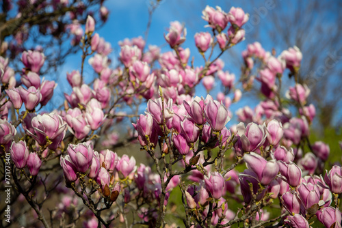 Detail of blooming magnolia tree in spring