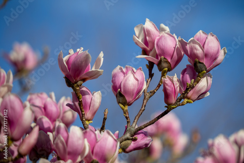 Detail of blooming magnolia tree in spring © Zsolt Biczó