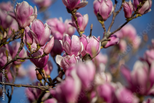 Detail of blooming magnolia tree in spring