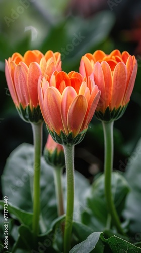 Three Orange Flowers With Green Leaves
