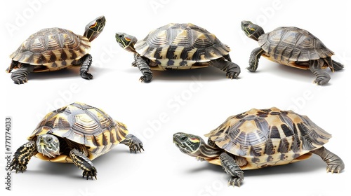 Photo realistic small little animal turtle set collection. Isolated on white background Generative AI