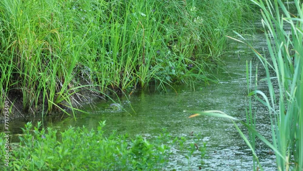 Eurasian otter swimming next to a lush bank of a small pond in rural Estonia, Northern Europe Eurasian otter swimming next to a lush bank of a small pond in rural Estonia, Northern Europe