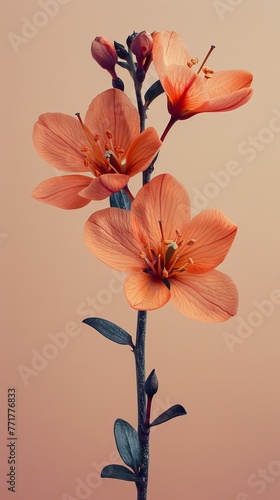 Orange Flower on Stem Against Pink Background