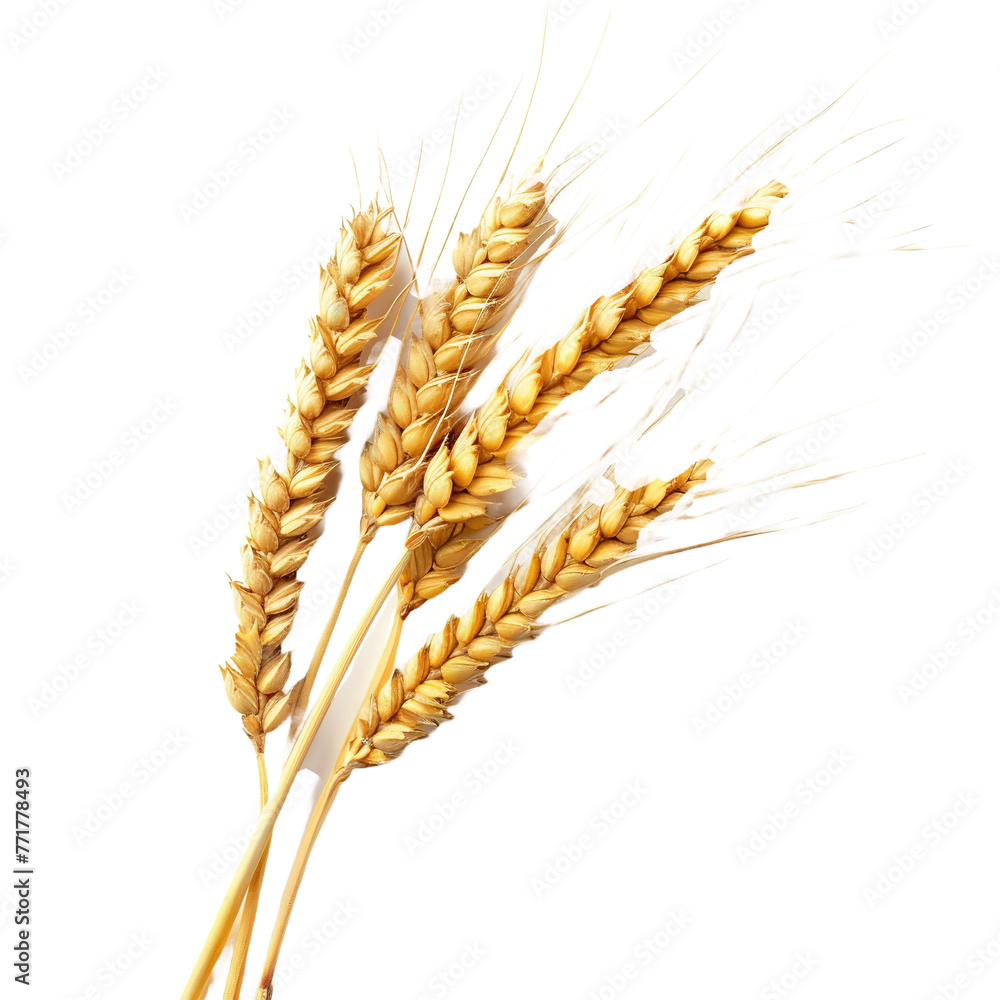 Wheat ears on transparent or white background Wheat ears on transparent or white background