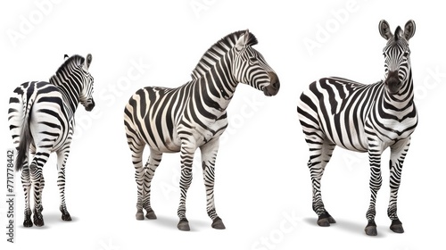 Cute photo realistic animal zebra set collection. Isolated on white background