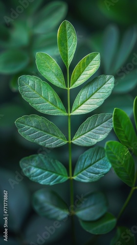 Close Up of Green Plant With Leaves