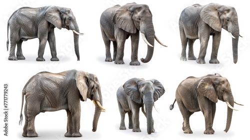 Cute photo realistic animal elephant set collection. Isolated on white background