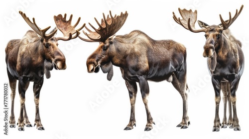 Cute photo realistic animal moose set collection. Isolated on white background