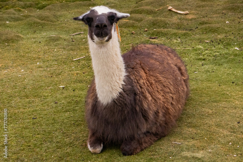 Llamas in a Bolivian landscape