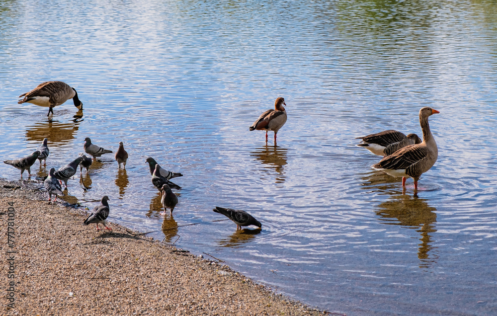 Aquatic Aviators Birds Taking a Water Break Aquatic Aviators Birds Taking a Water Break