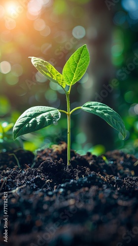 Small Green Plant Sprouting Out of Ground